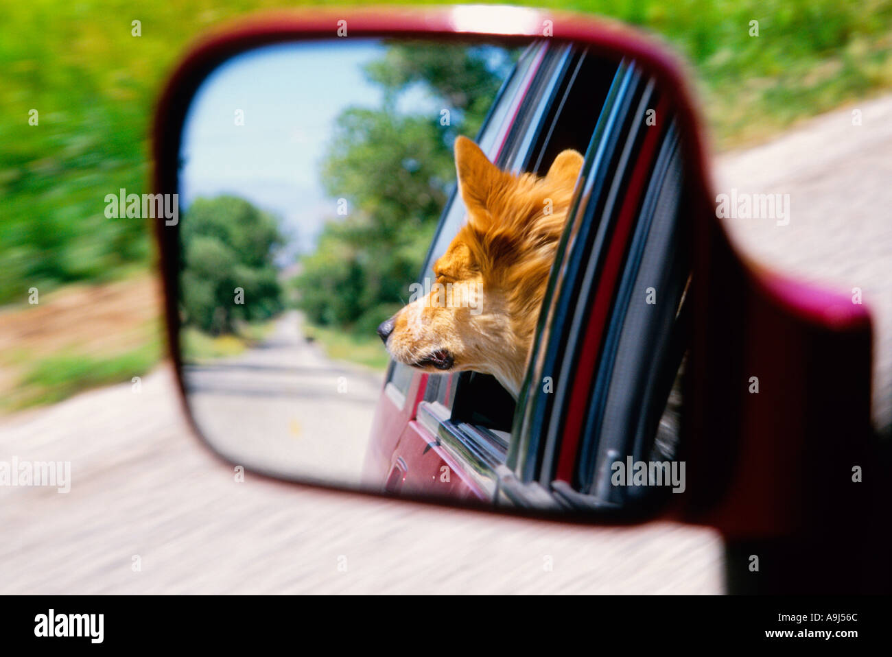 Un chien se reflétant dans la vue de côté miroir sur un road trip Banque D'Images