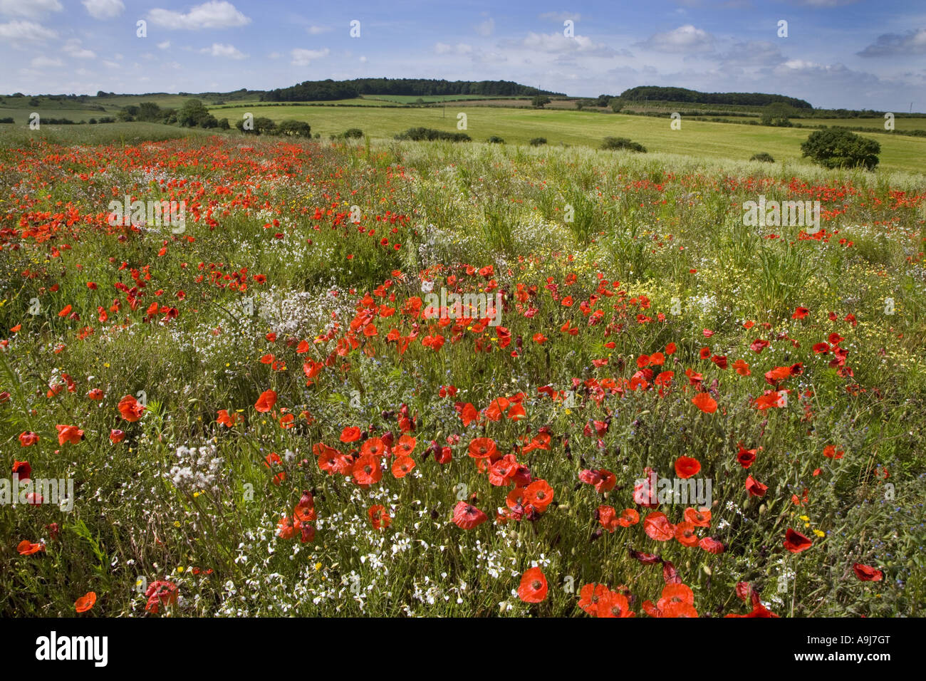 Coquelicots dans champ en jachère Claj Norfolk Banque D'Images Coquelicots dans champ en jachère Claj Norfolk Banque D'Images