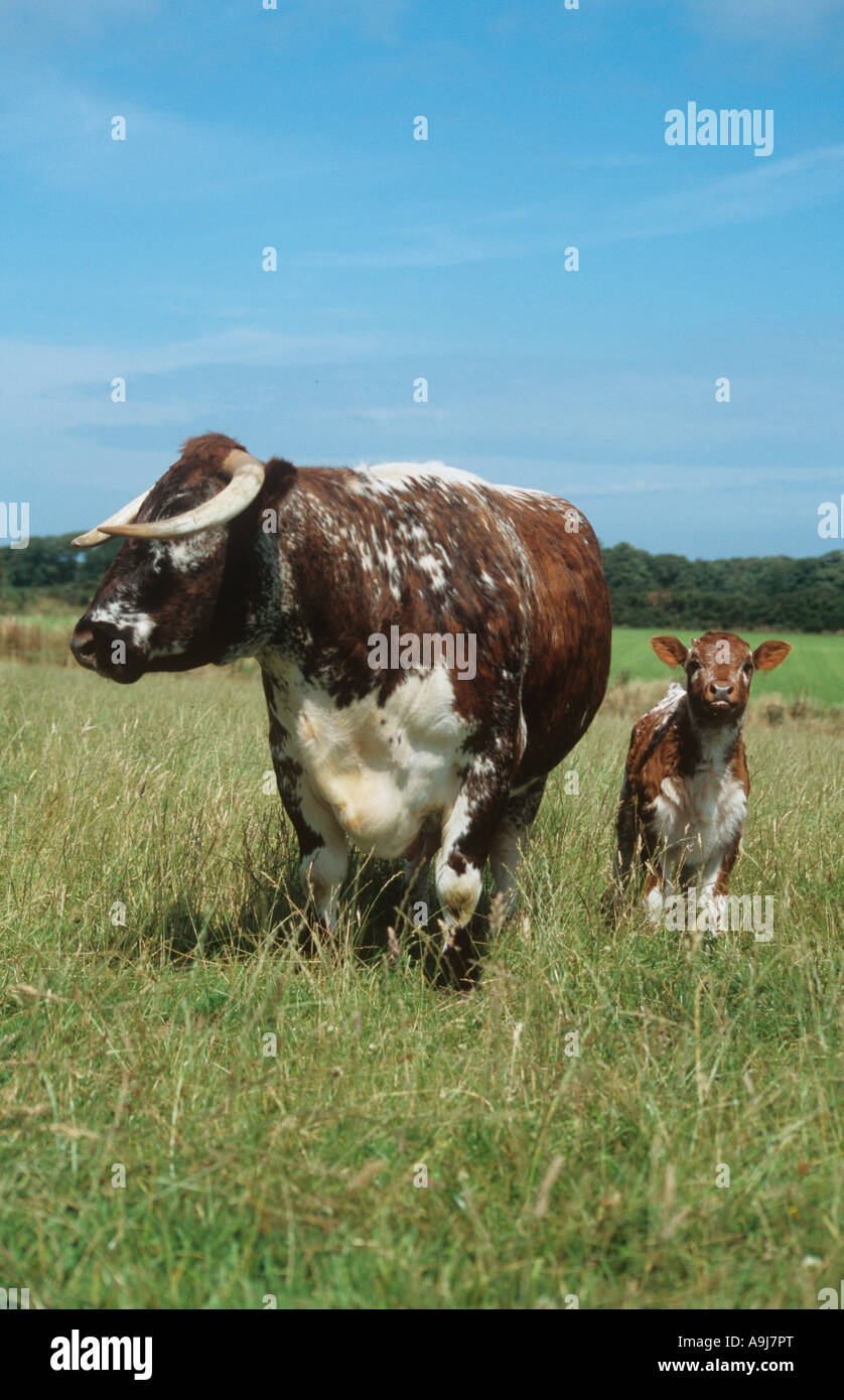 Lauréat du Prix britannique Longhorns Hollybush Pembrokeshire ferme Troupeau Banque D'Images