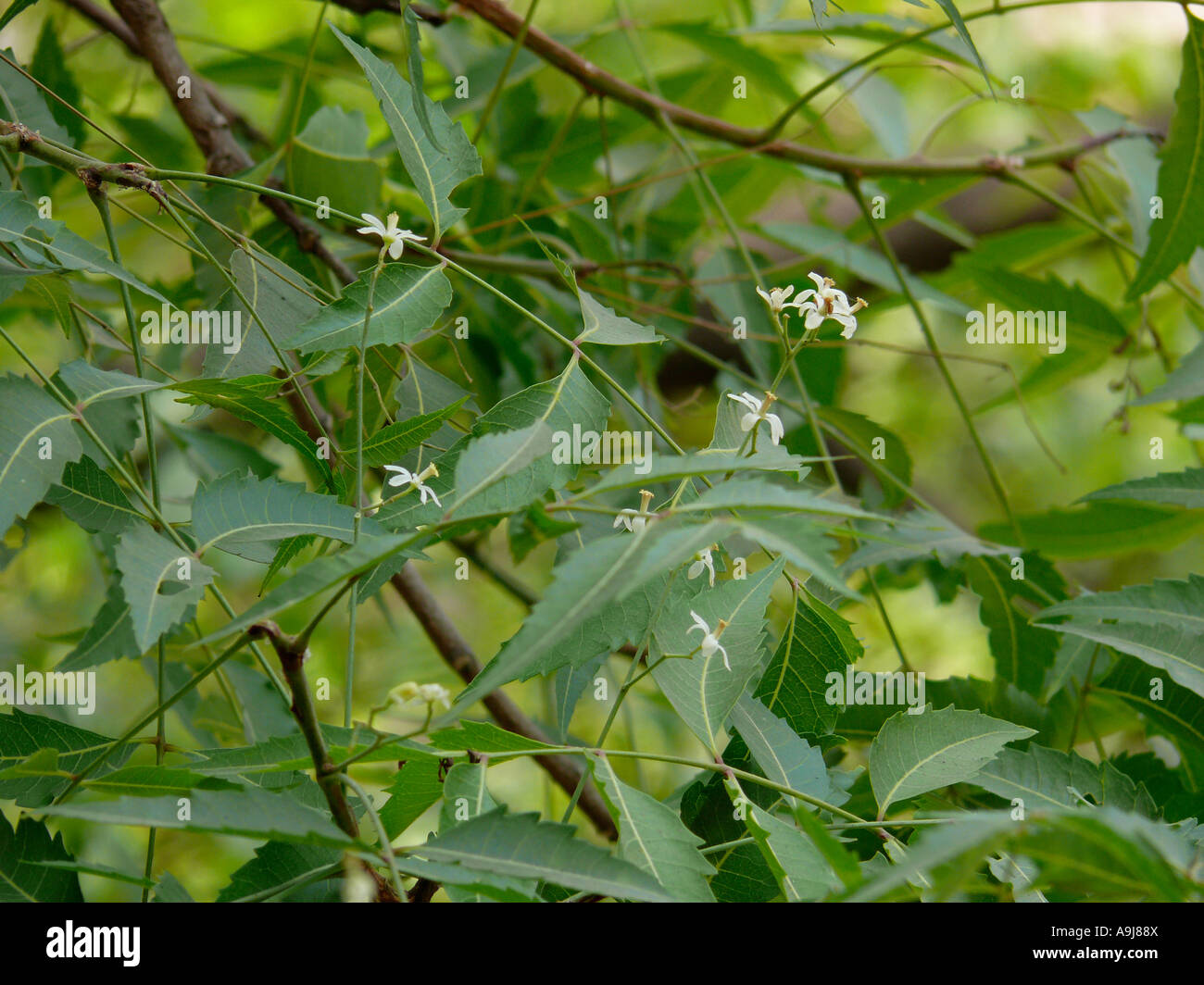 Les fruits et feuilles de neem (Azadirachta indica A. Jus). Le Maharashtra, Inde. Banque D'Images