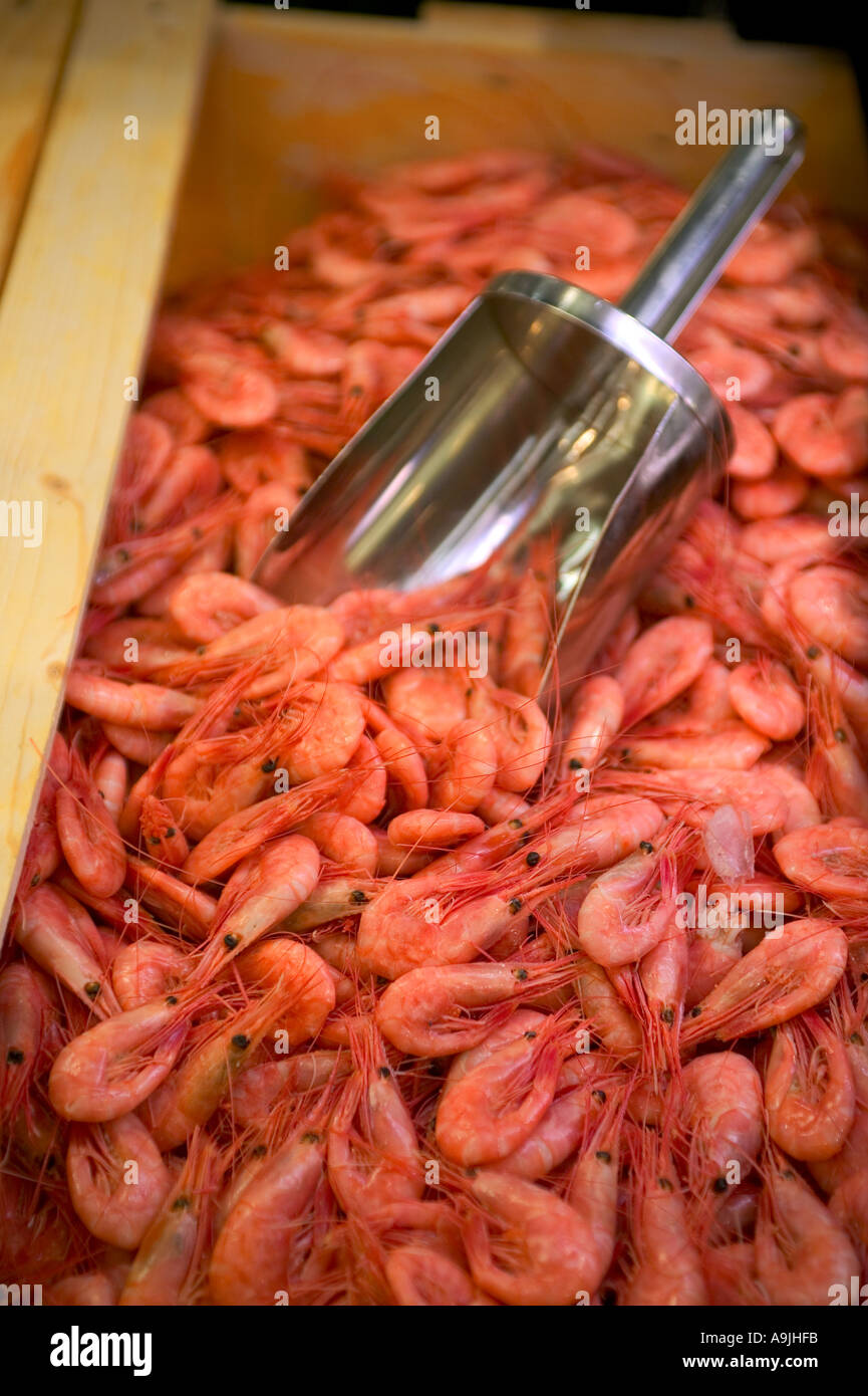 Les crevettes dans une boîte Banque D'Images