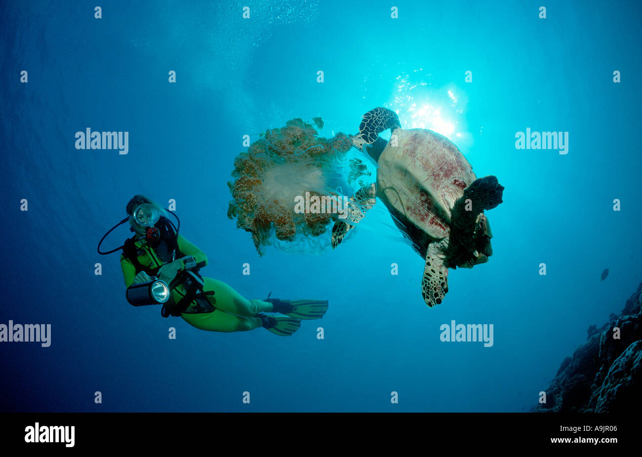 L'alimentation des tortues de mer méduses Eretmochelys imbricata Banque D'Images