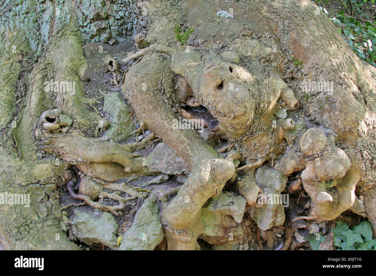 Les racines des arbres à l'image d'un corps tombé près de Drachenfels Crag ruines Rhénanie du Nord-Westphalie, Allemagne Europe Banque D'Images