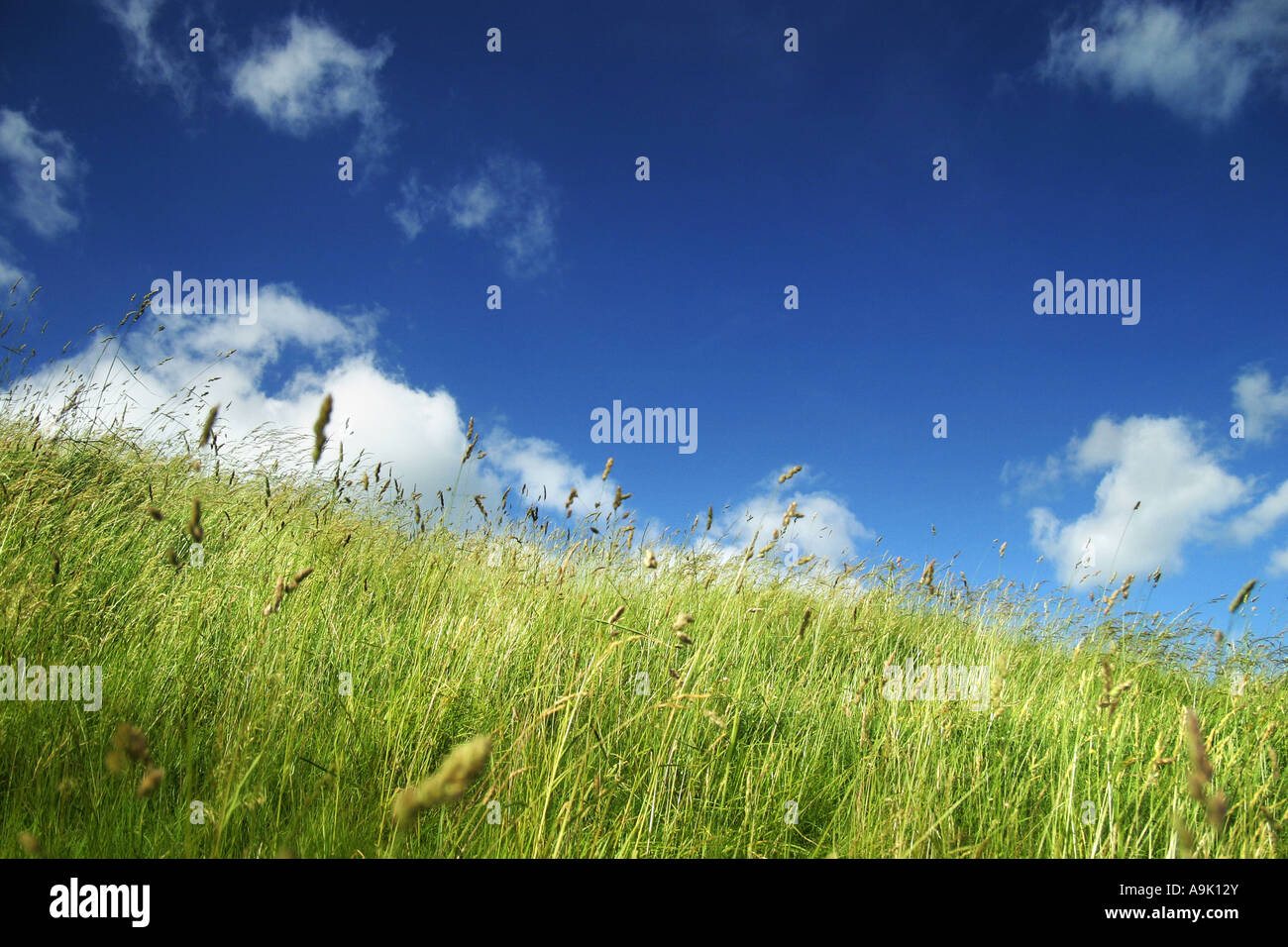 L'herbe verte longue Banque D'Images