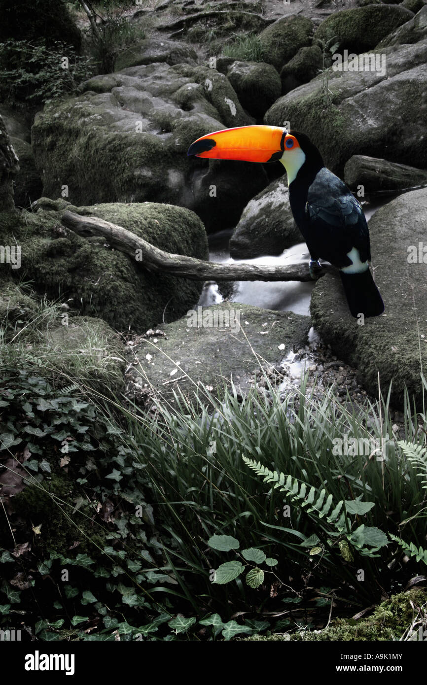 Sam le toucan par un ruisseau Banque D'Images