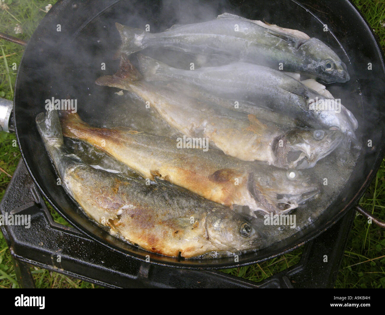 Lieu noir, Pollock, goberge, coley, lieu noir (Pollachius virens), les poissons sont pêchés frais poêlé Banque D'Images