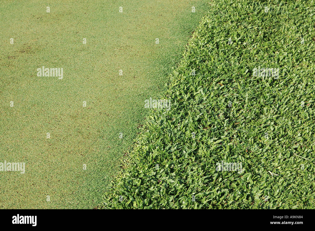 Green de golf le domaine de l'herbe entourant le trou où la balle est frappée à l'aide d'un putter de golf, en Inde Banque D'Images