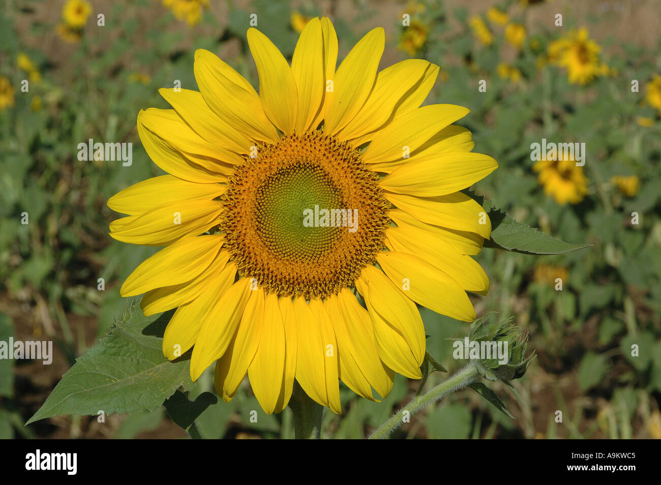 Close up de sun fllower seeds et pétales jaunes Maharashtra Inde Banque D'Images