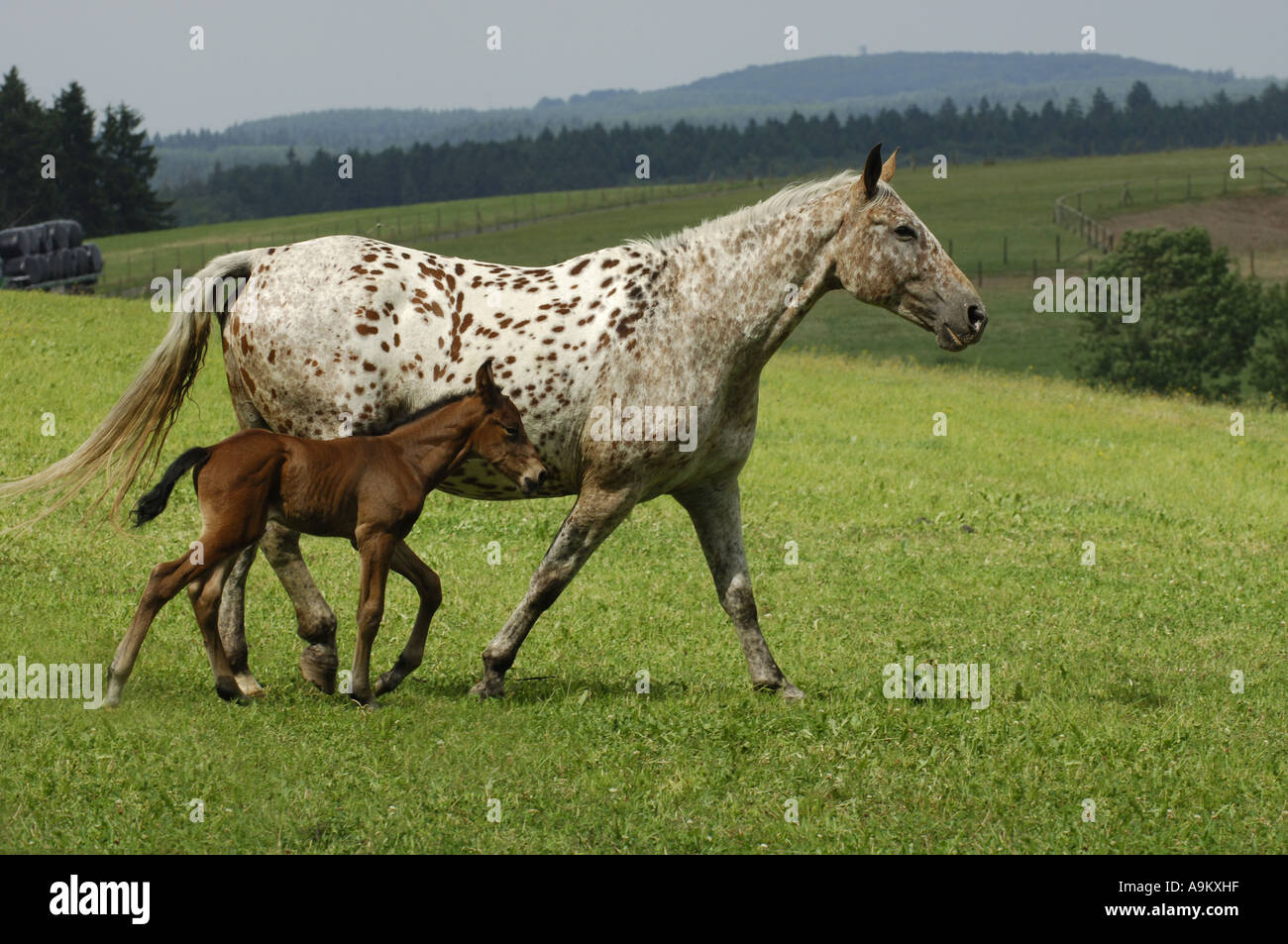 Cheval domestique (Equus caballus przewalskii. f), pinto horse, mare avec poulain, Irlande Banque D'Images