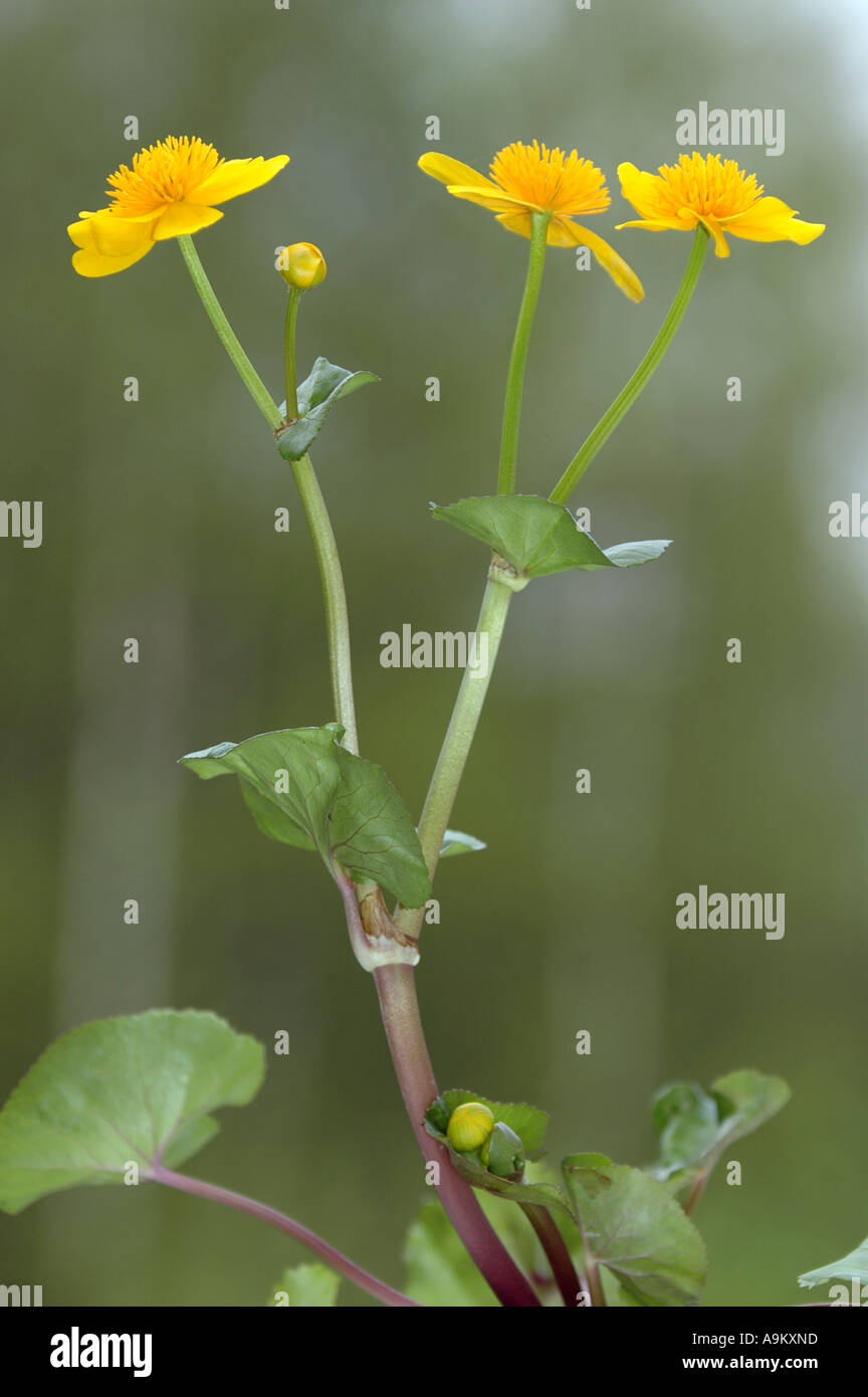 Le populage des marais (Caltha palustris), close up Banque D'Images
