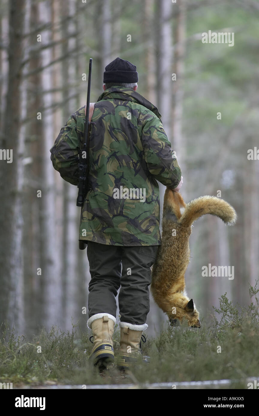 Le renard roux (Vulpes vulpes), garde-chasse, l'Écosse a dead fox Banque D'Images