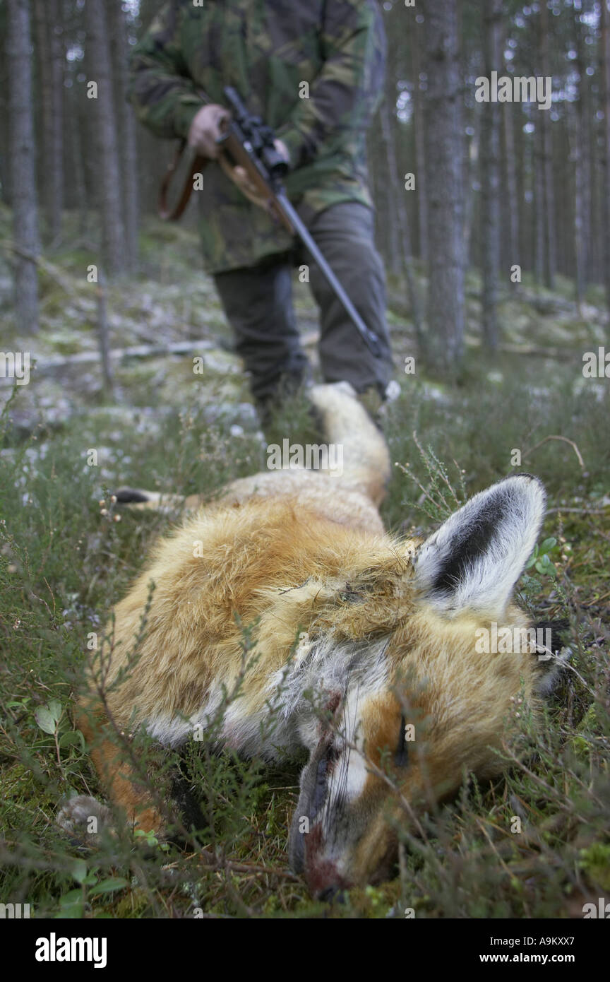 Le renard roux (Vulpes vulpes), abattu en forestground, Royaume-Uni, Ecosse Banque D'Images