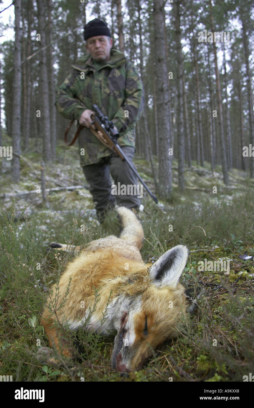 Le renard roux (Vulpes vulpes), le mensonge tourné sur forestground, Royaume-Uni, Ecosse Banque D'Images