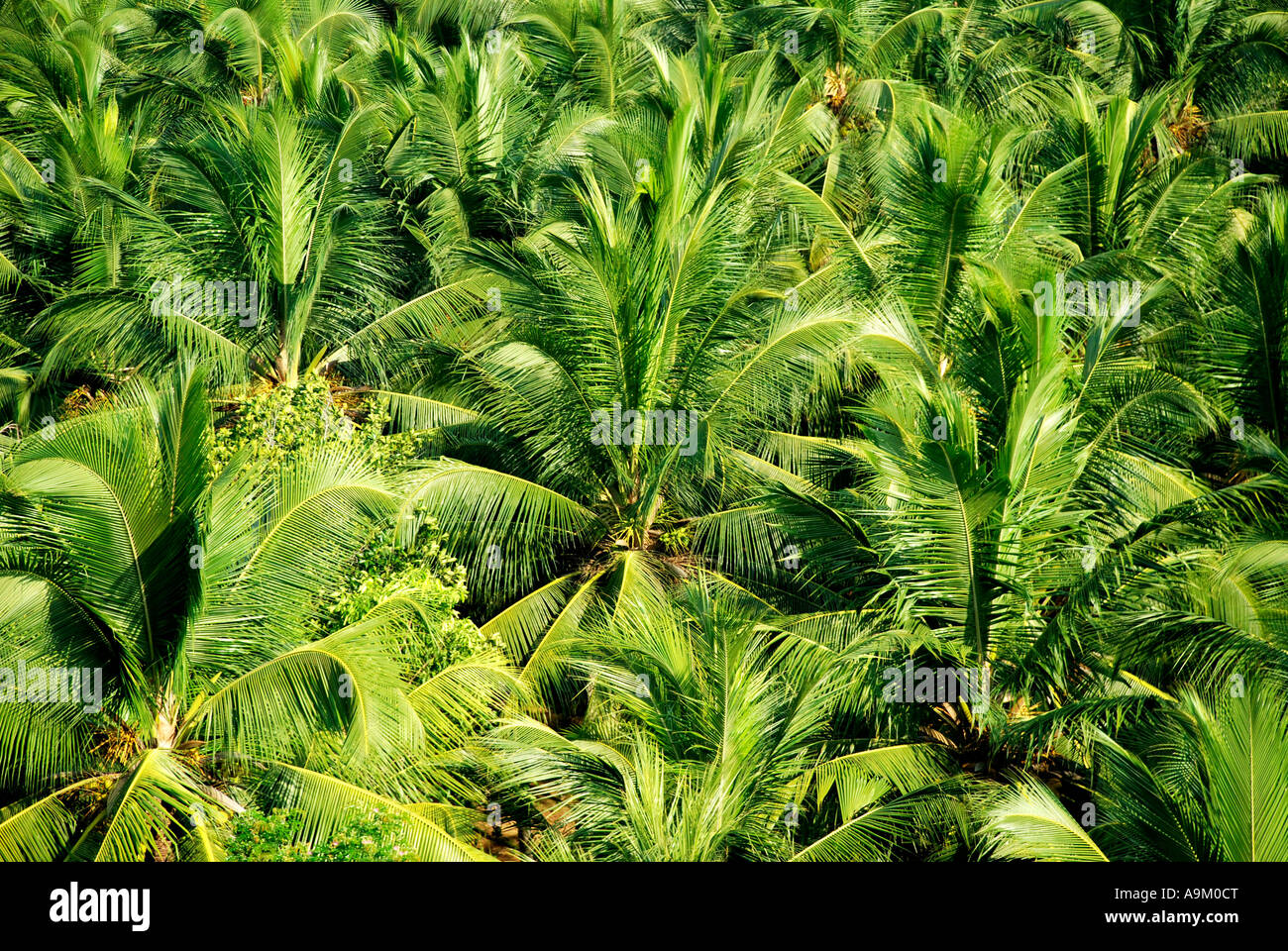 FERME DE LA NOIX DE COCO Banque D'Images