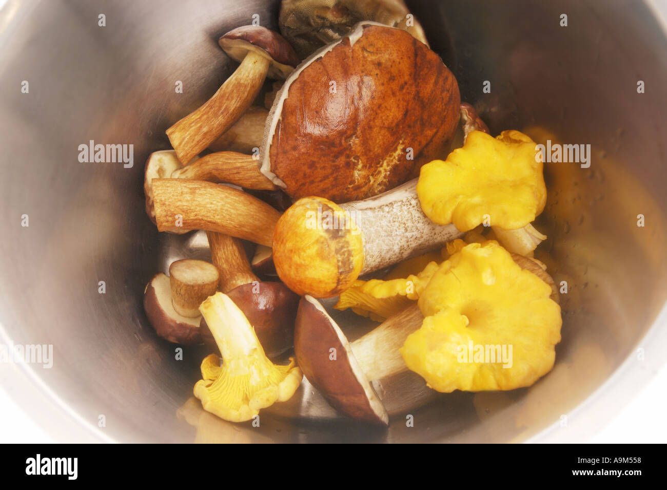 Mélange de champignons des bois sauvages fraîches avec chanterelle Bay Bolet Bolet jaune servi dans un plat bol de champignons de Bavière Banque D'Images