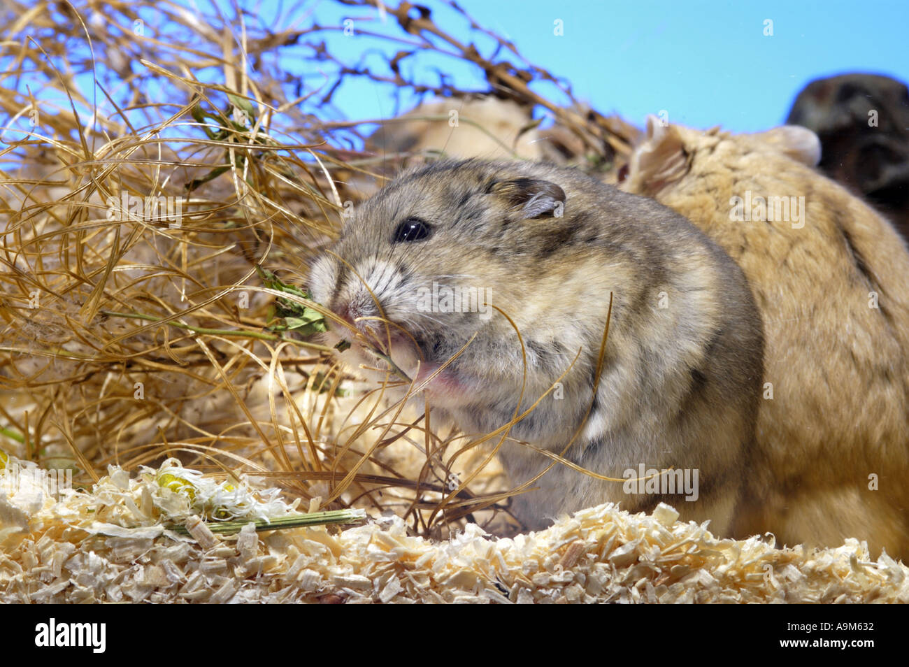 HAMSTER CAMPBELL recherche matériel de nidification remplissant sa bouche farce transport transport transport snatch arraché Banque D'Images