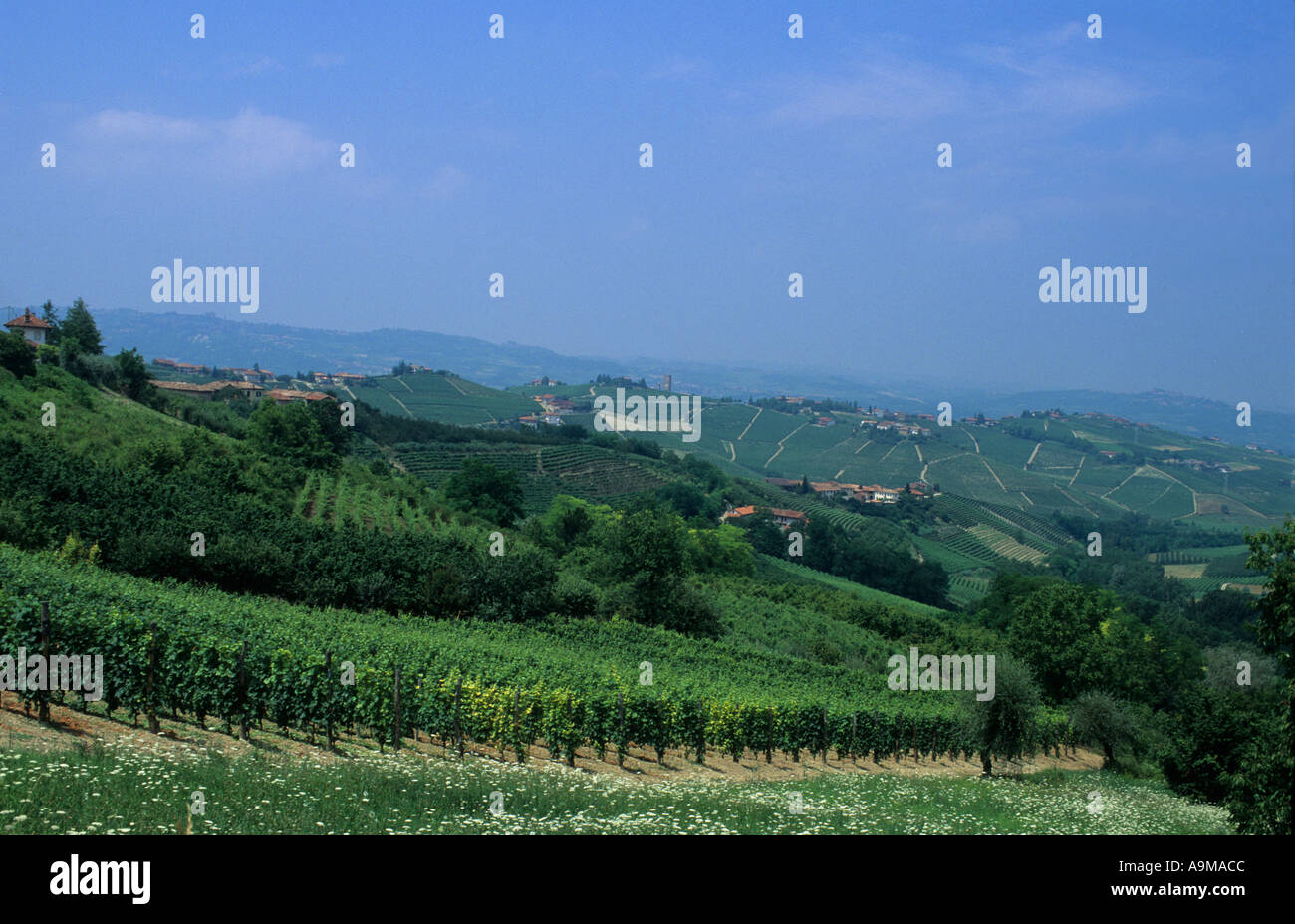 Paysage avec de vertes collines de vignobles d'une région viticole de th th entre Langhe Barbaresco Neive et villages piemont italie Europe Banque D'Images