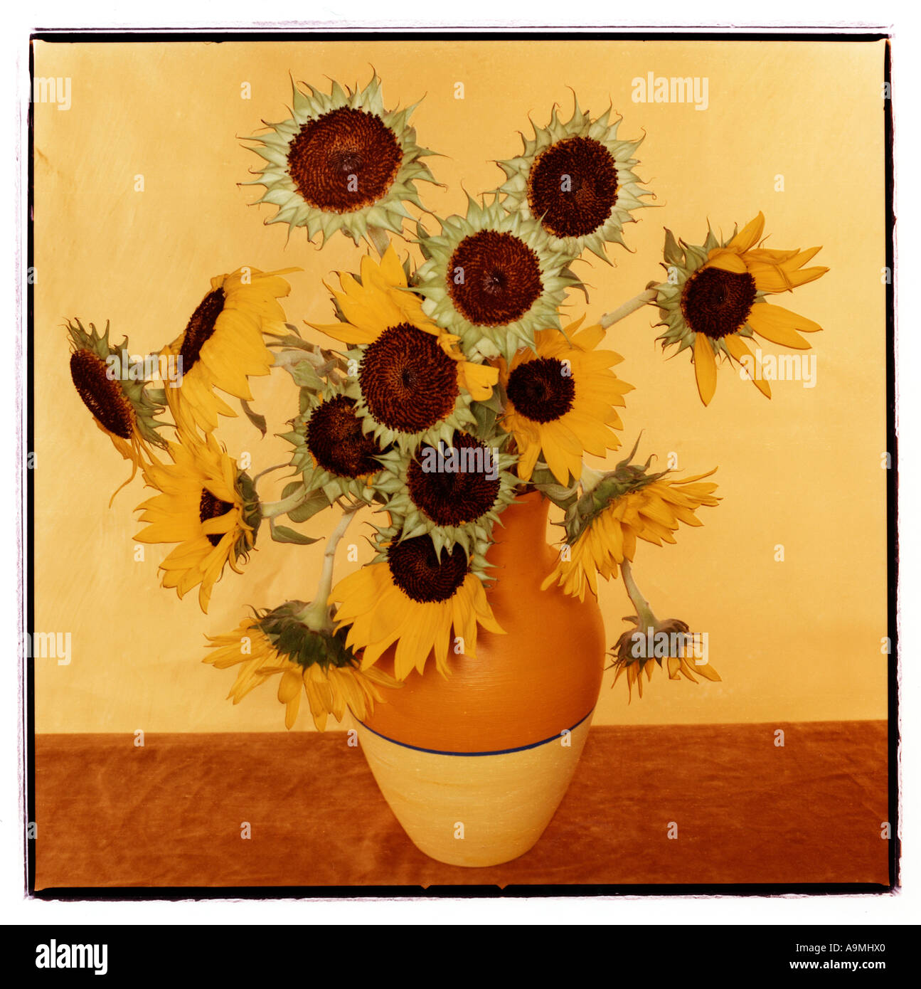 Tournesols Van Gogh still life photographie Banque D'Images