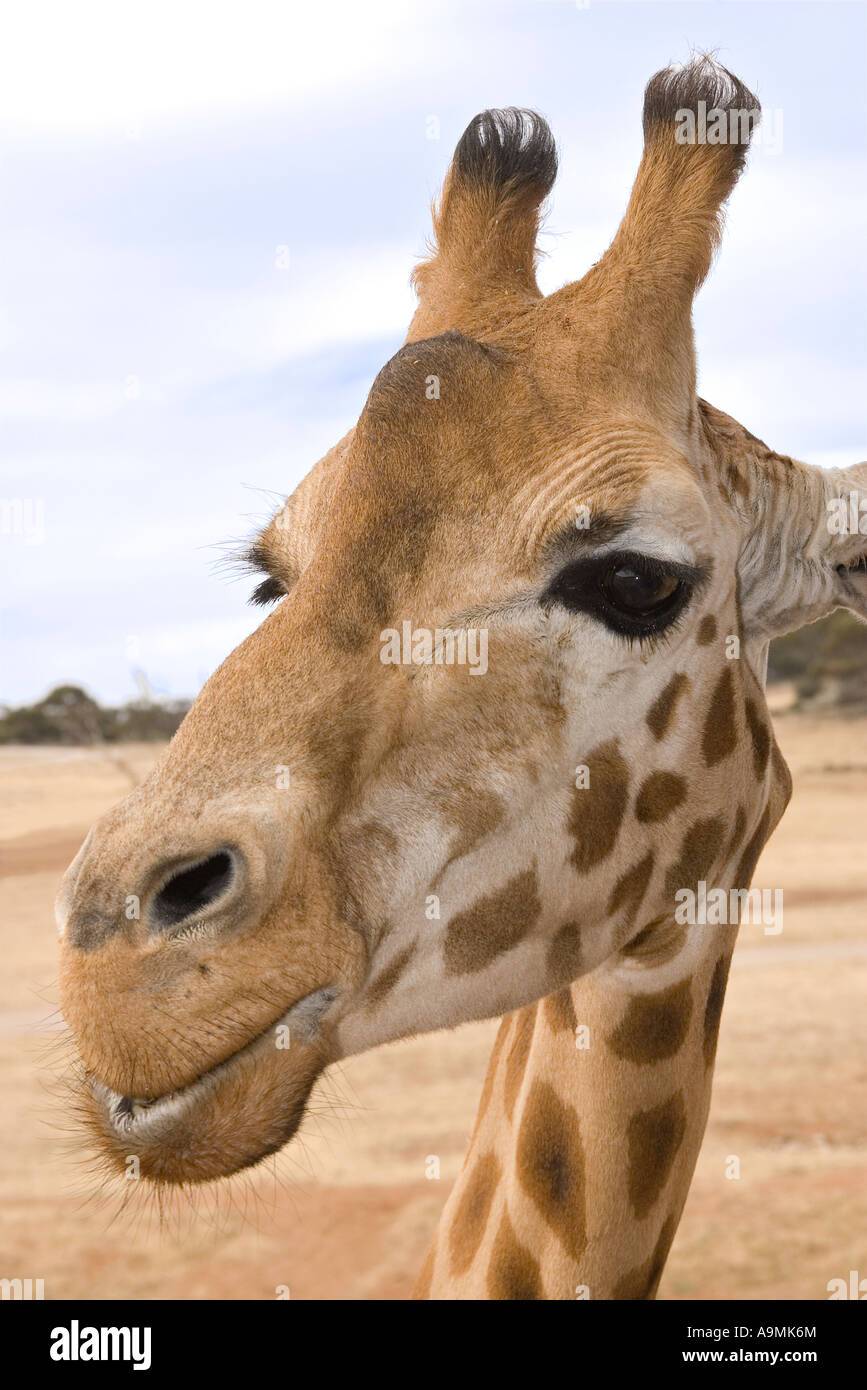 Une girafe de près au niveau des yeux et à la recherche dans l'appareil photo Banque D'Images