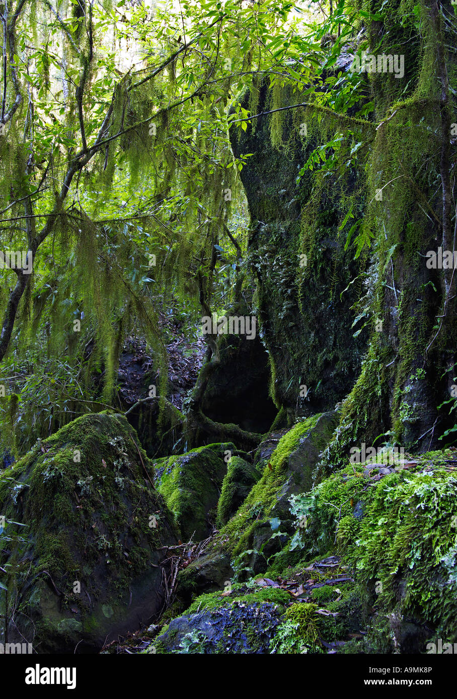 La pendaison de lichen et de mousse dans l'Oxley wild rivers world heritage rainforest Banque D'Images