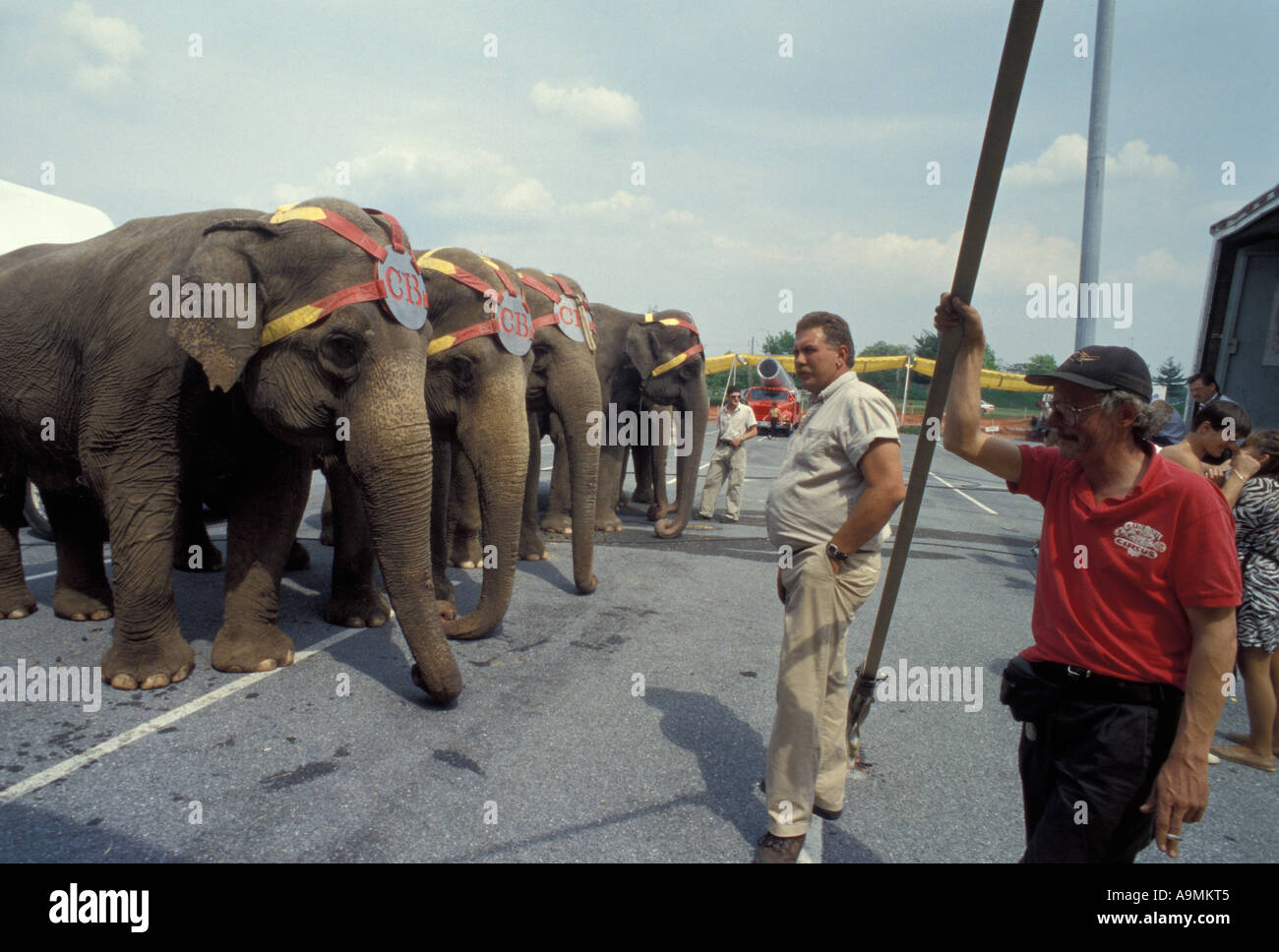 Clyde Beatty Cole Brothers Bros Circus plus grande exposition itinérante sous la tente Amérique États-unis pachyderme de l'éléphant d'Asie Banque D'Images