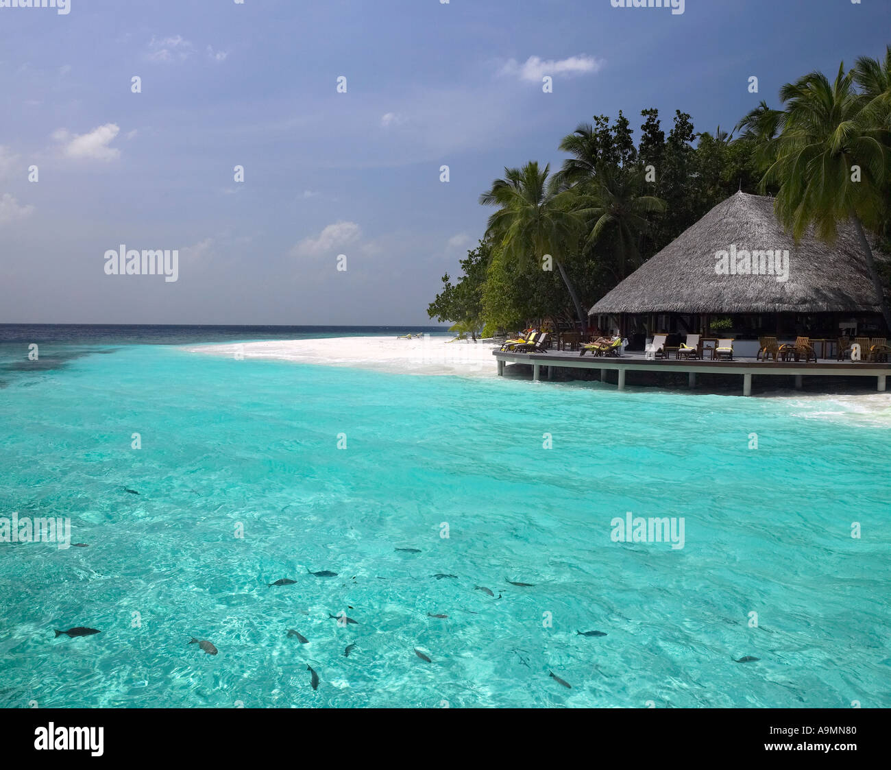 Banc de poissons nager dans un lagon aux Maldives dans l'Océan Indien Banque D'Images