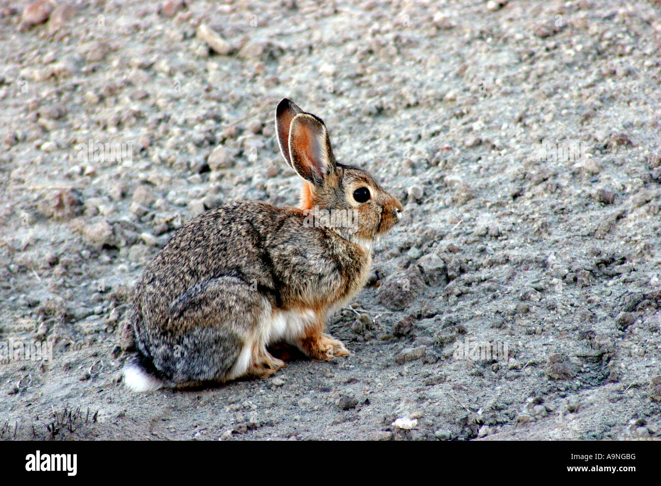 Jack Rabbit, fantasy canyon, Utah Banque D'Images