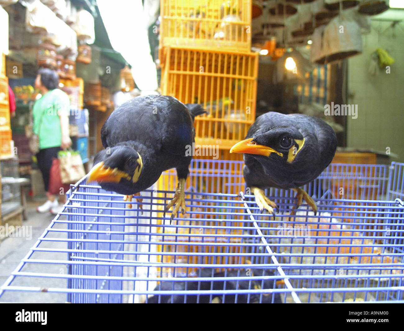 Chine Hong Kong Mong Kok Jardin des Oiseaux Yuen Po street Banque D'Images