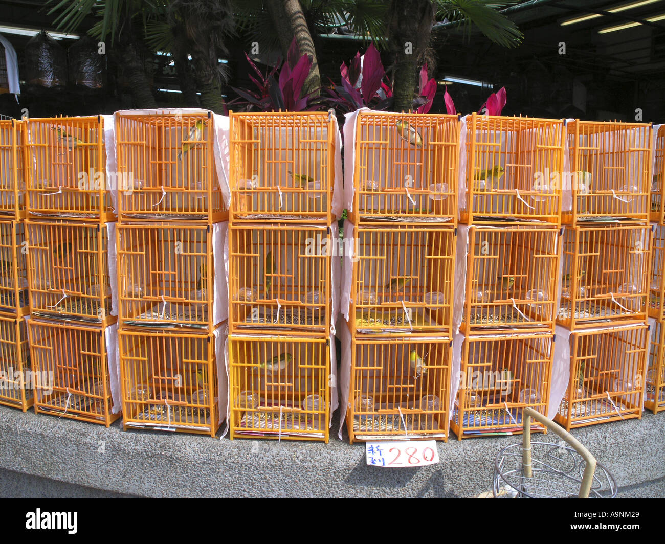 Chine Hong Kong Mong Kok Jardin des Oiseaux Yuen Po street Banque D'Images