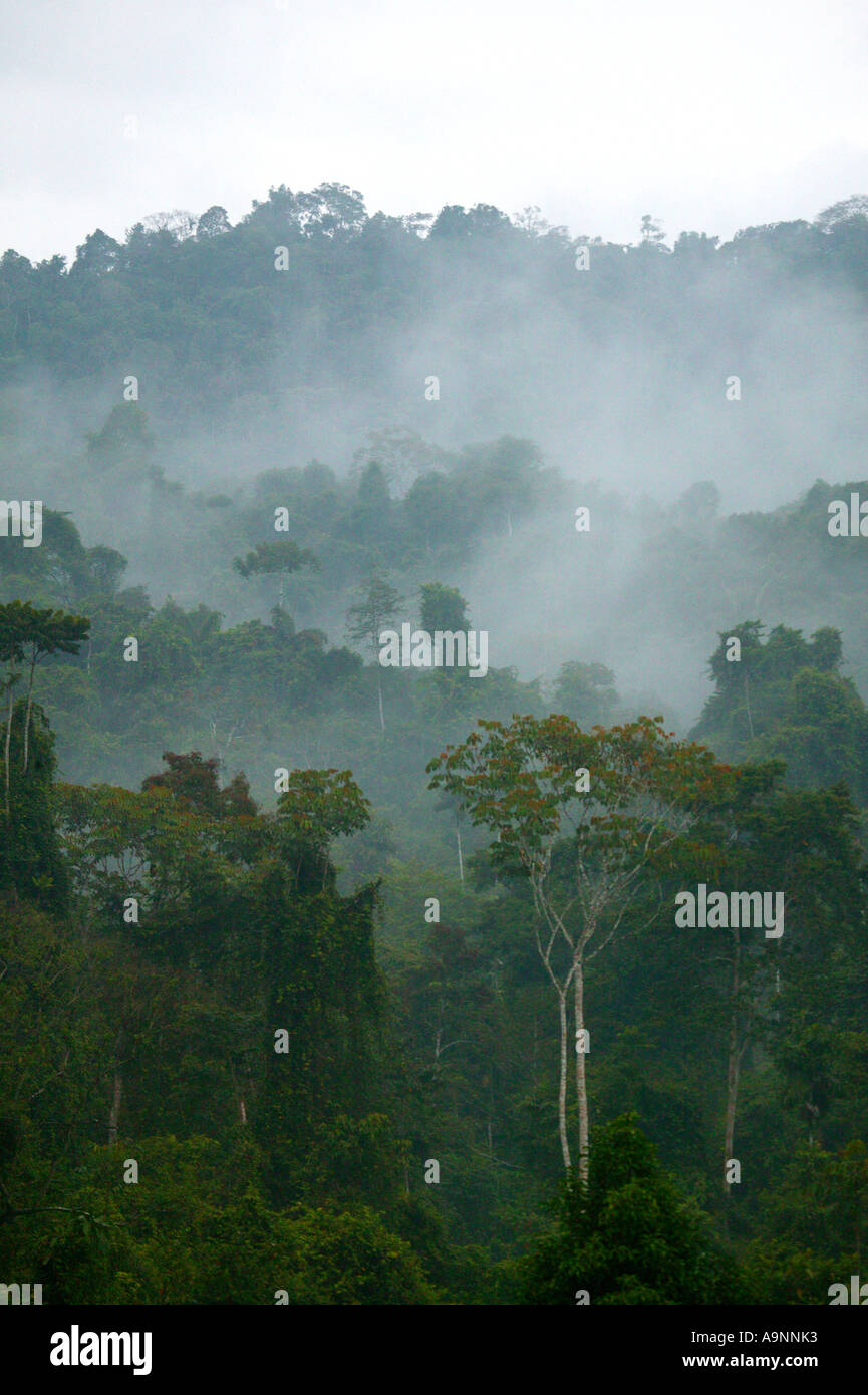 Paysage de Panama avec forêt pluviale brumeux près de la station de Cana dans le parc national de Darien, Darien Gap, province de Darien, République du Panama. Banque D'Images