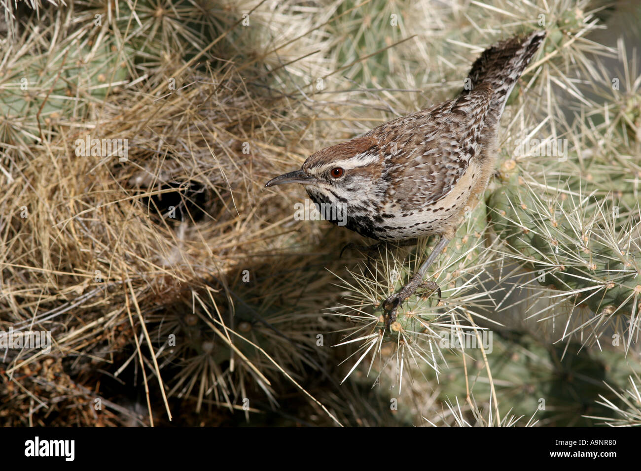 Cactus wren nourrir bébé nids d'oiseaux Banque D'Images