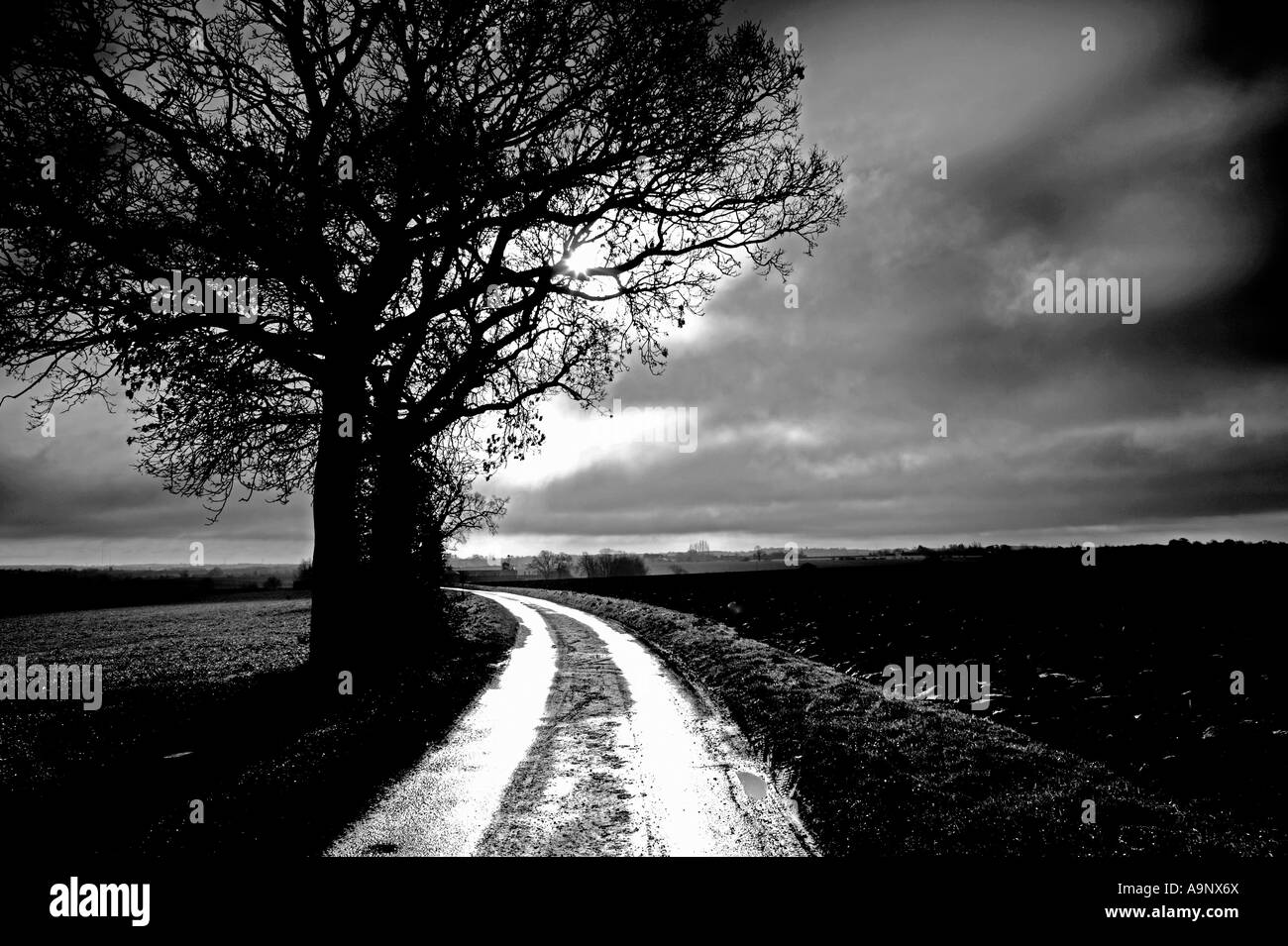 Image en noir et blanc de chêne à côté de chemin de campagne contre un ciel nuageux d'hiver spectaculaire Banque D'Images