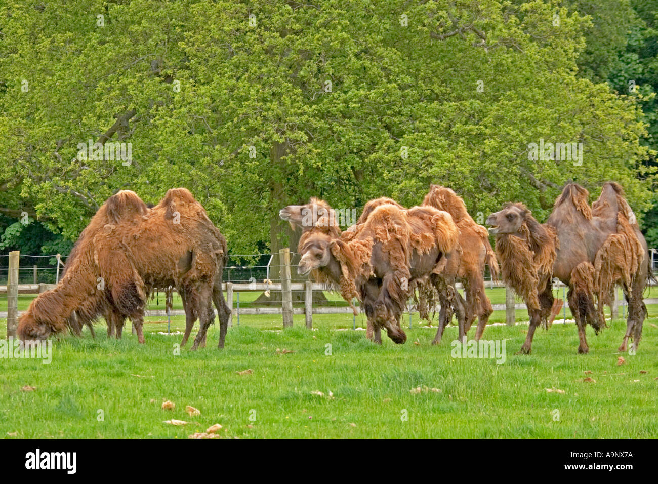 Deux bosses de chameaux (Camelus bactrianus) Cotswold Wildlife Park Oxfordshire UK faire leurs cheveux au printemps Banque D'Images