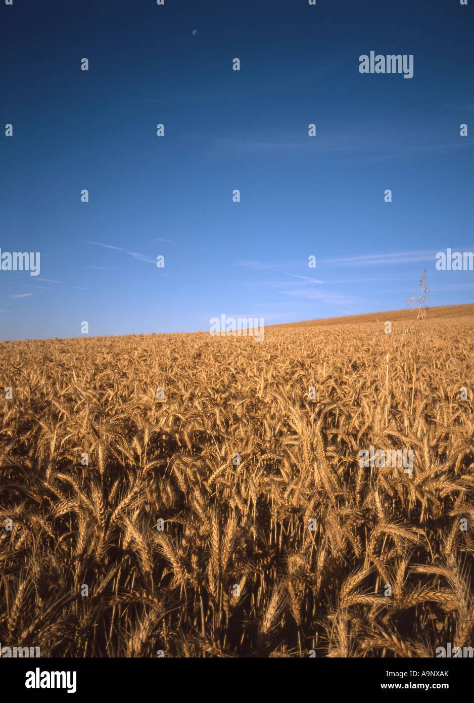 Champ de blé dans le Dorset, juste avant la récolte en plein été, Dorset, UK Banque D'Images