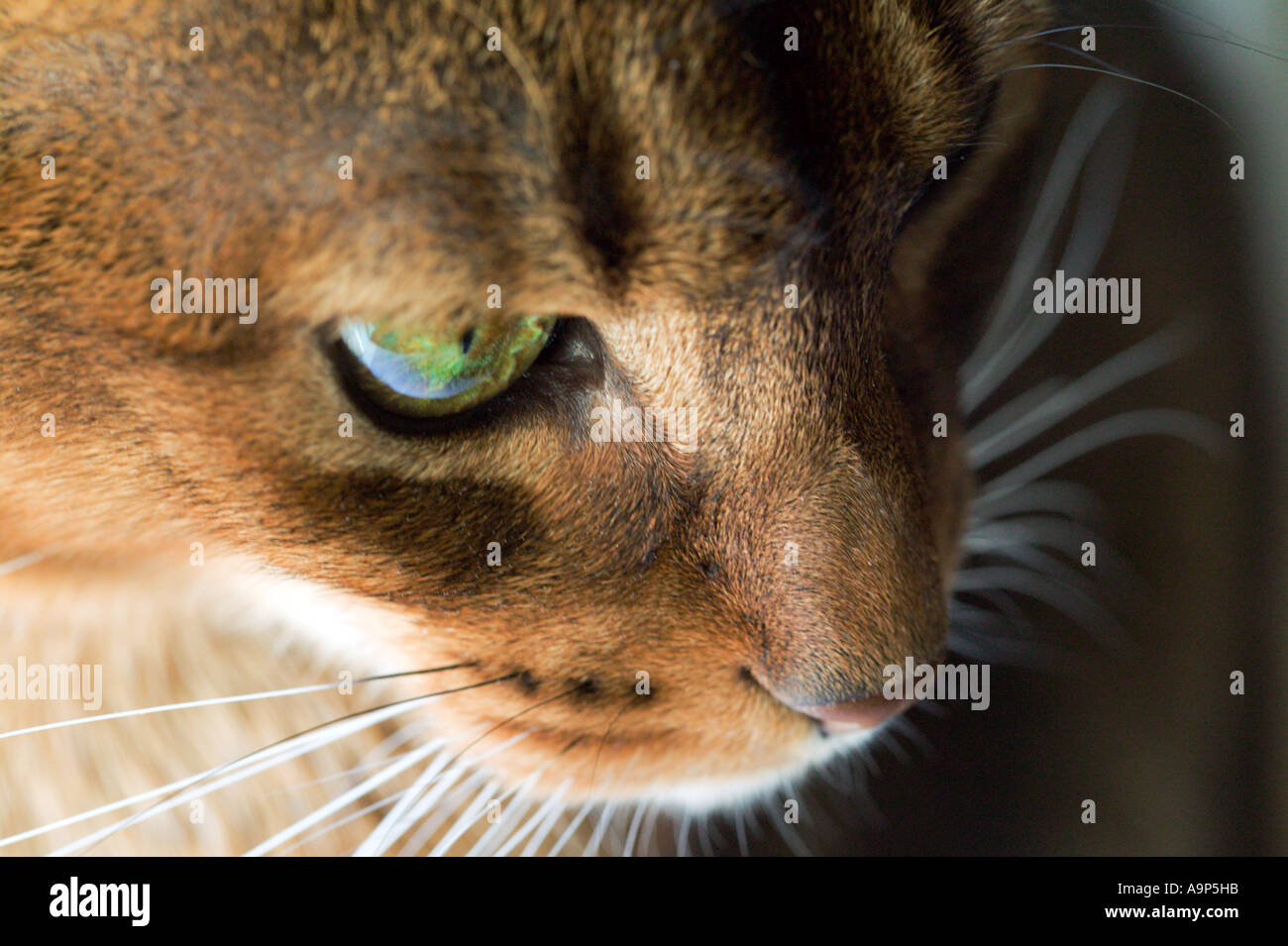 Gros plan du visage d'un chat Banque D'Images