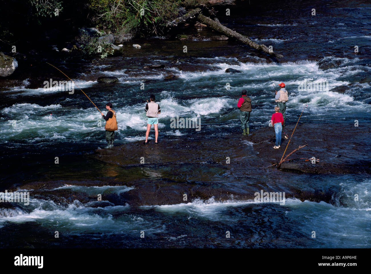 La pêche du saumon dans la rivière Stamp Stamp Falls Provincial Park dans près de Port Alberni, sur l'île de Vancouver, British Columbia Canada Banque D'Images