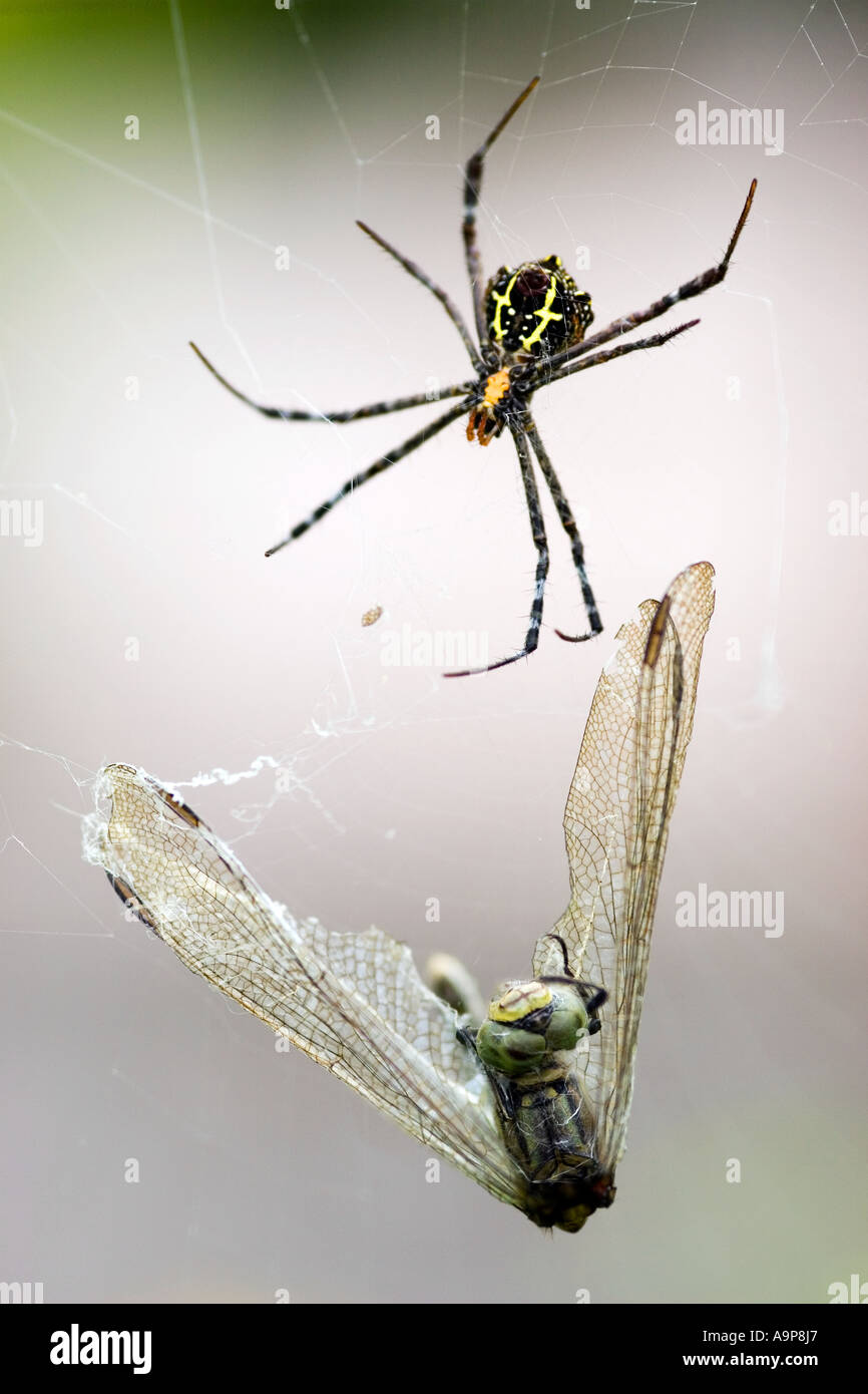 Argiope anasuja. Orb indiens de manger une araignée libellule pris dans son site web Banque D'Images