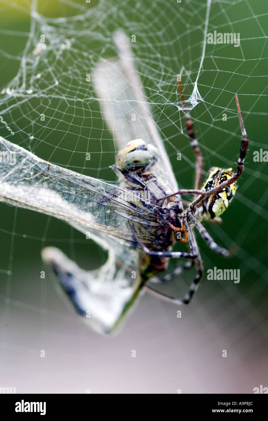 Argiope anasuja. Orb indiens de manger une araignée libellule pris dans son site web Banque D'Images
