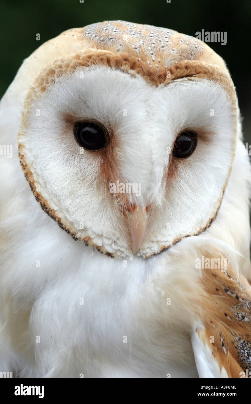 Barn Owl portrait Banque D'Images