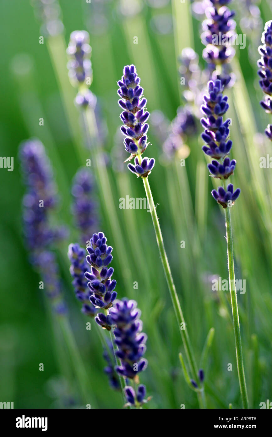 Lavandula angustifolia 'Vera'. Fleurs de Lavande en plein soleil Banque D'Images