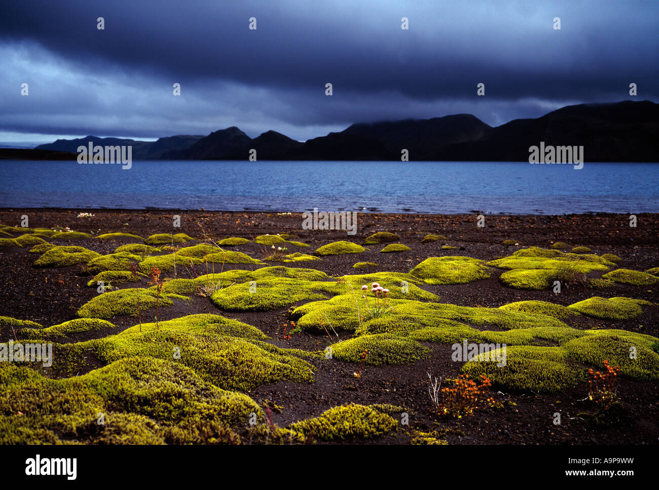 Moss et beau paysage à Langisjor dans les hautes terres d'Islande Banque D'Images