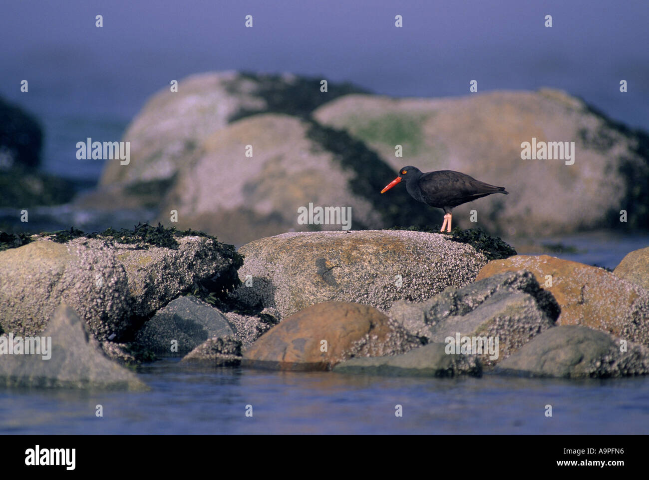 Huîtrier Haematopus bachmani Stanley Park Vancouver BC Canada Banque D'Images