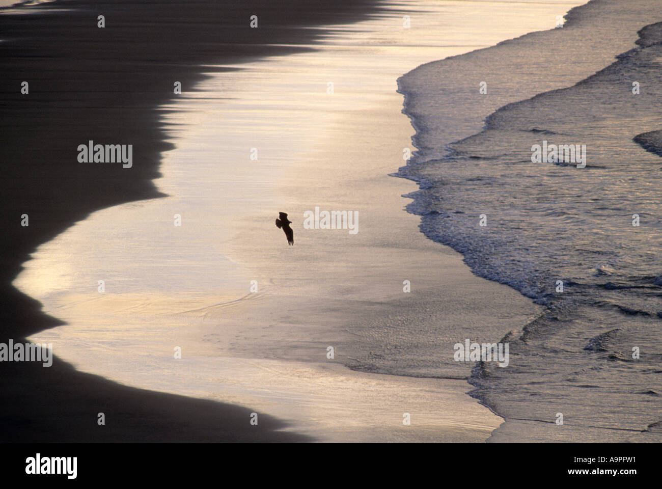 Balbuzard pêcheur Pandion haliaetus survolant plage au coucher du soleil Fraser Island Queensland Australie Banque D'Images