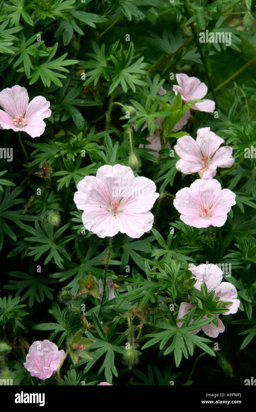 Geranium sanguineum striatum lancastrense syn Banque D'Images