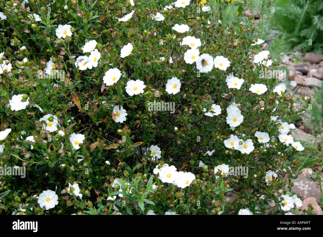 Cistus 'énigme' a papyracée floraison blanche au printemps au-dessus des feuilles vert foncé brillant légèrement Banque D'Images