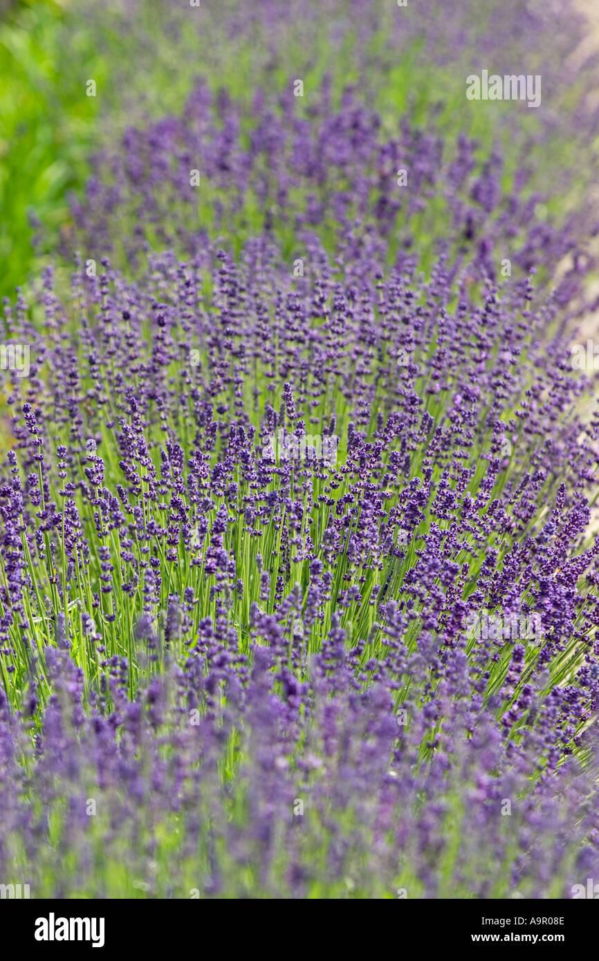 Fleur de Lavande Lavendula angustifolia Allemagne Banque D'Images