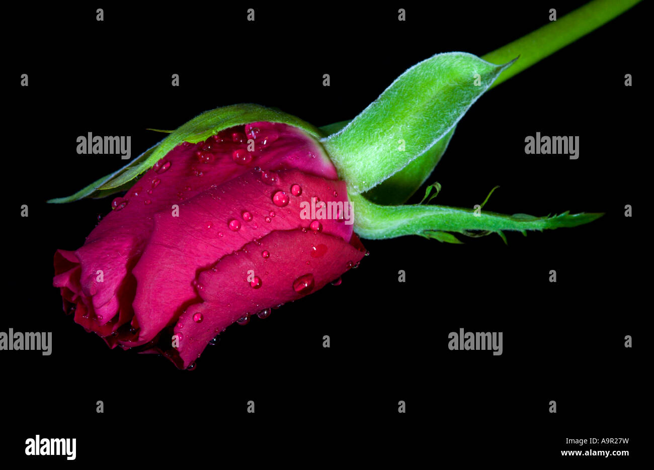 Rosebud cramoisi Banque D'Images