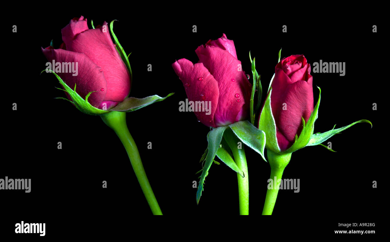 Crimson Rose Banque D'Images