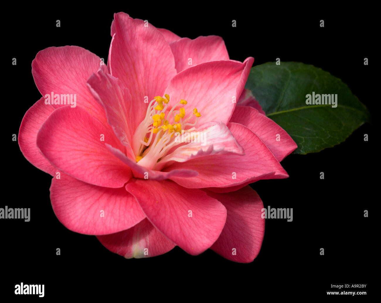 Camélia rose Banque D'Images