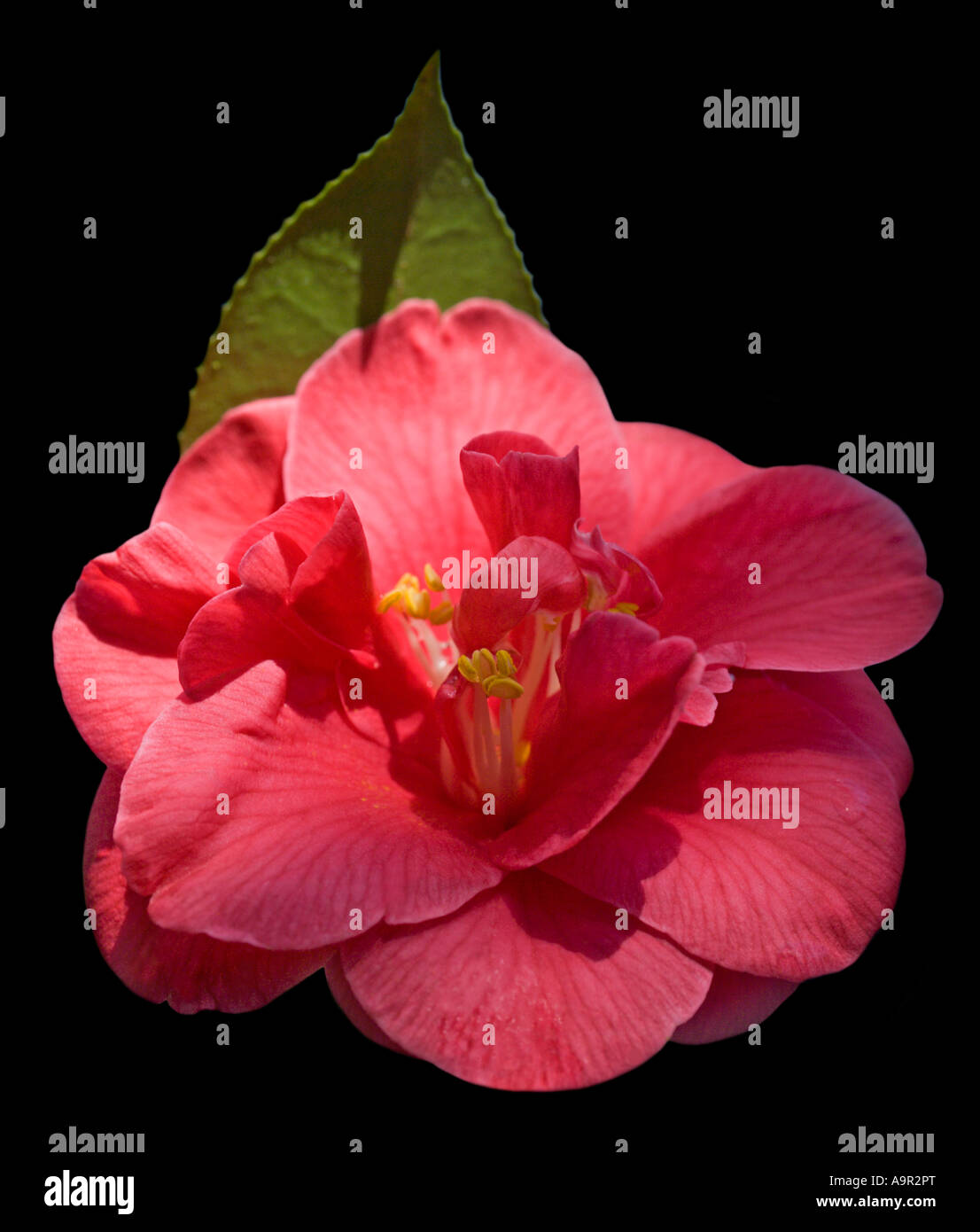 Mercure camélia Banque D'Images